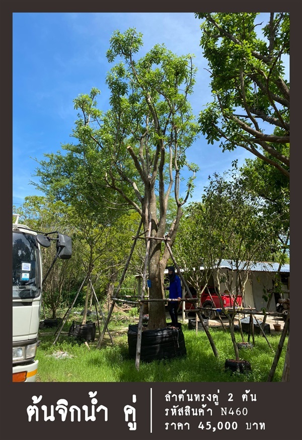 ต้นจิกน้ำ NO.460 | สวนเป็นหนึ่งพันธุ์ไม้ - วัฒนา กรุงเทพมหานคร