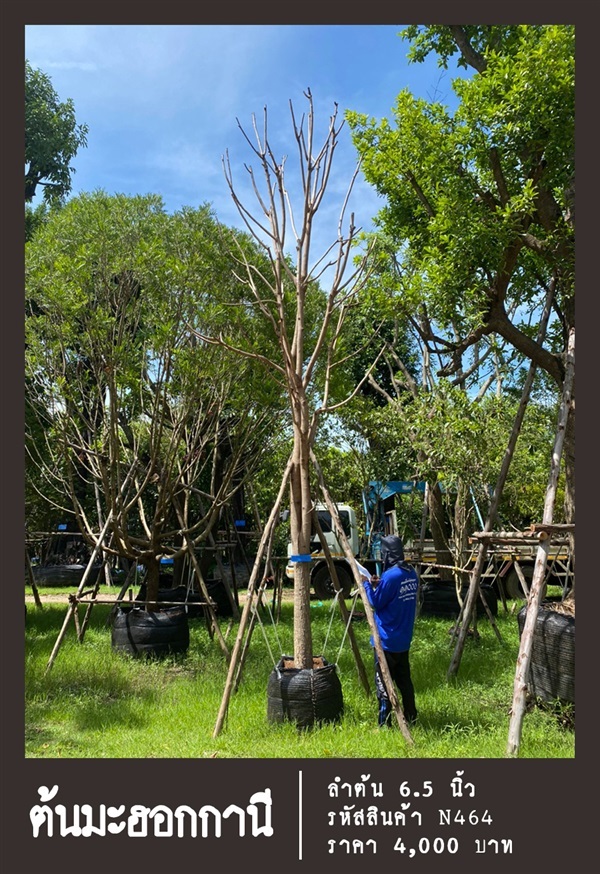 ต้นมะฮอกกานี NO.464 | สวนเป็นหนึ่งพันธุ์ไม้ - วัฒนา กรุงเทพมหานคร