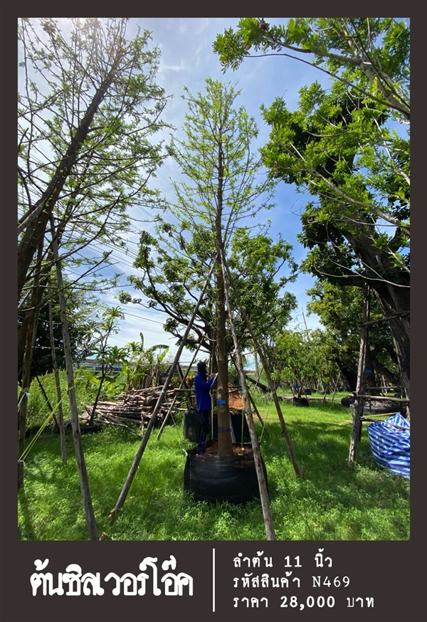 ต้นทรีเฟิร์น NO.469 | สวนเป็นหนึ่งพันธุ์ไม้ - วัฒนา กรุงเทพมหานคร