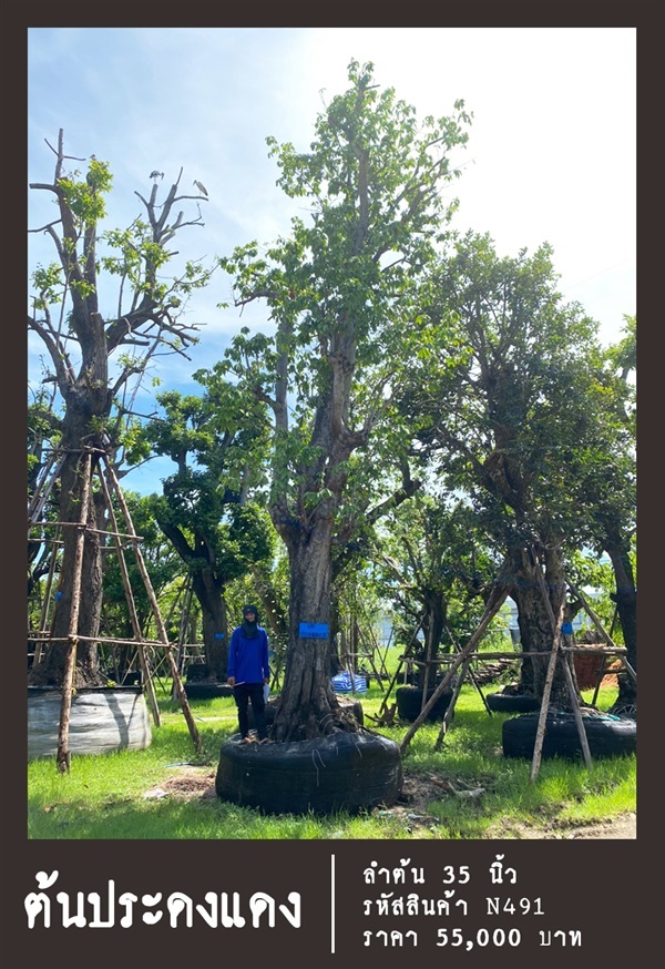 ต้นประดงแดง NO.491 | สวนเป็นหนึ่งพันธุ์ไม้ - วัฒนา กรุงเทพมหานคร