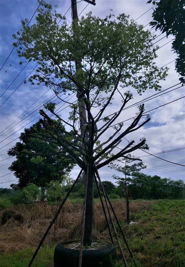 อินจันทร์ | จำหน่ายไม้ขุดล้อม - แก่งคอย สระบุรี