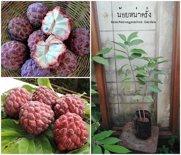 น้อยหน่าครั่ง (เนื้ออร่อย-ปลูกง่าย) | สวนเบญจรงค์สุคนธ์ -  นครราชสีมา