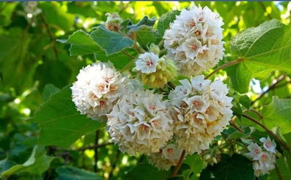 #พุดตานญี่ปุ่นสีขาว ดอกสวยและมีกลิ่นหอม เป็นไม้พุ่ม  | Drenglish Garden มหาสารคาม - กันทรวิชัย มหาสารคาม