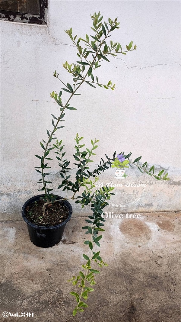 Olive tree  | MAomblooms - แม่เมาะ ลำปาง
