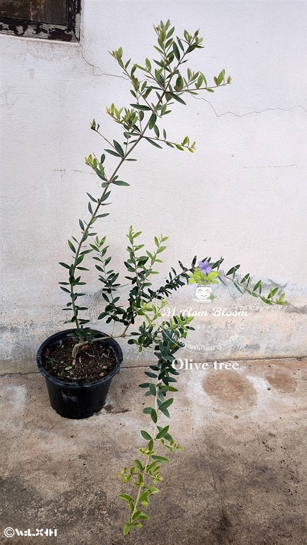 Olive tree 