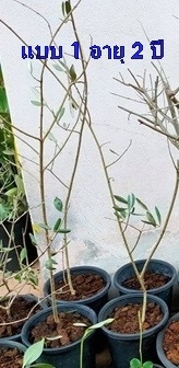 Olive tree แบบ 1 อายุ 2 ปี | MAomblooms - แม่เมาะ ลำปาง