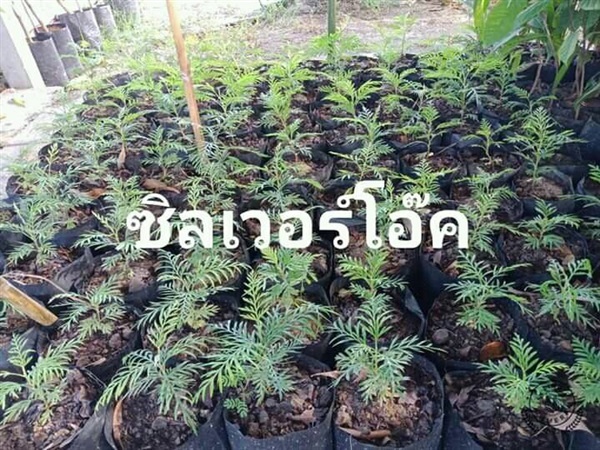 ซิลเวอร์โอ๊ค