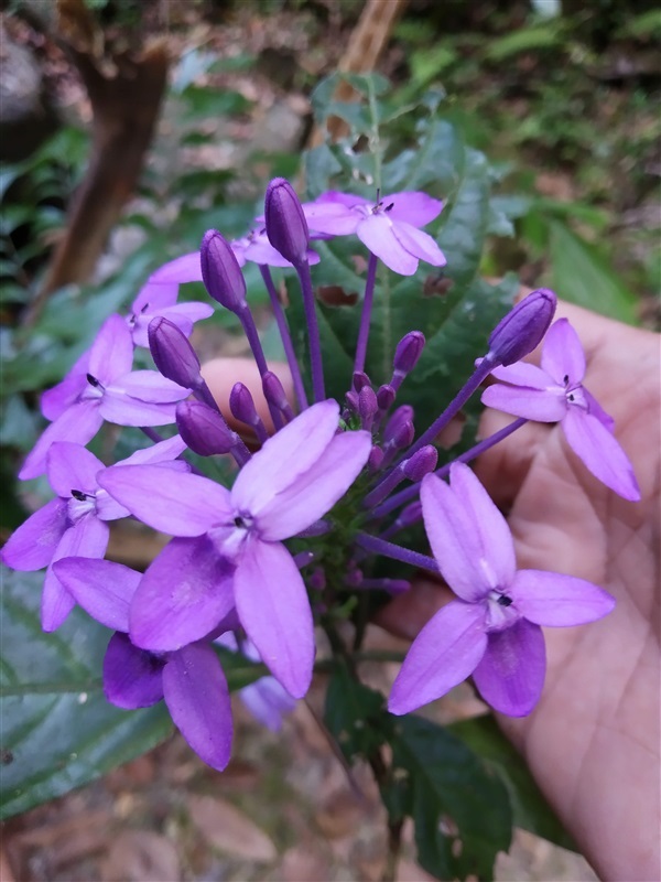 เข็มม่วง | chiangmai garden - ดอยสะเก็ด เชียงใหม่