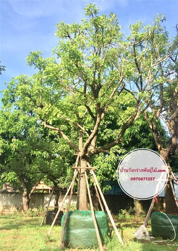 จิกน้ำ | บ้านวังกร่างพันธุ์ไม้ - บางมูลนาก พิจิตร