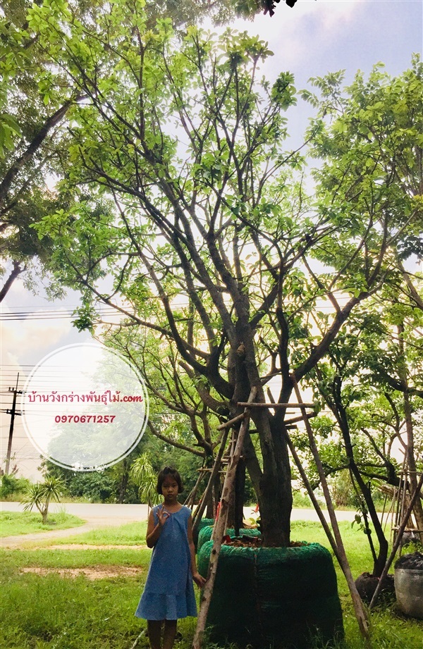 ต้นจิกน้ำ | บ้านวังกร่างพันธุ์ไม้ - บางมูลนาก พิจิตร