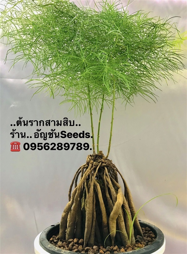 ต้นรากสามสิบ, รากสามสิบ,รากสามสิบสด,สาวร้อยผัว,ต้นสาวร้อยผัว | อัญชัน seeds - สวนหลวง กรุงเทพมหานคร