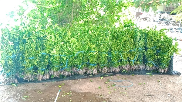 กิ่งมะกรูดตอนพันธุ์เกษตร | สวนมะกรูดคุณนายหวัน - ด่านมะขามเตี้ย กาญจนบุรี