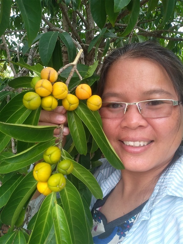 ขันทองพญาบาท | เมล็ดพันธุ์ดี เกษตรวิถีไทย - เมืองระยอง ระยอง