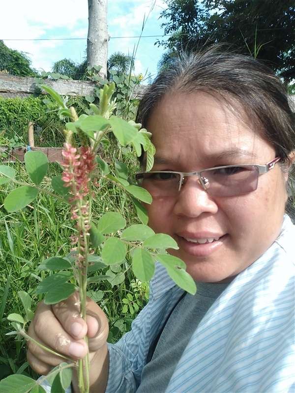 ครามขน  ขี้หนอนแดง | เมล็ดพันธุ์ดี เกษตรวิถีไทย - เมืองระยอง ระยอง