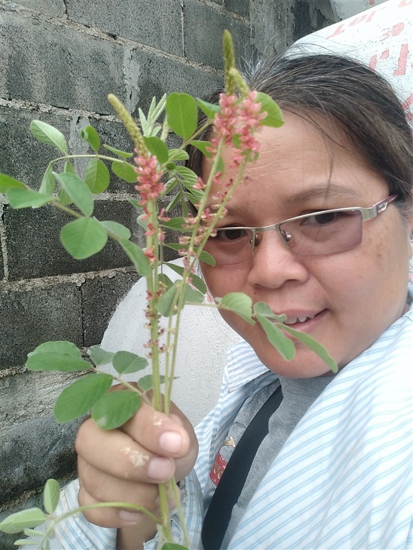 ครามขน  ขี้หนอนแดง | เมล็ดพันธุ์ดี เกษตรวิถีไทย - เมืองระยอง ระยอง