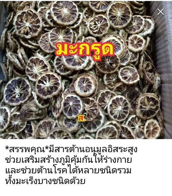 มะกรูด | สวนหทัยทิพย์ - วัดโบสถ์ พิษณุโลก