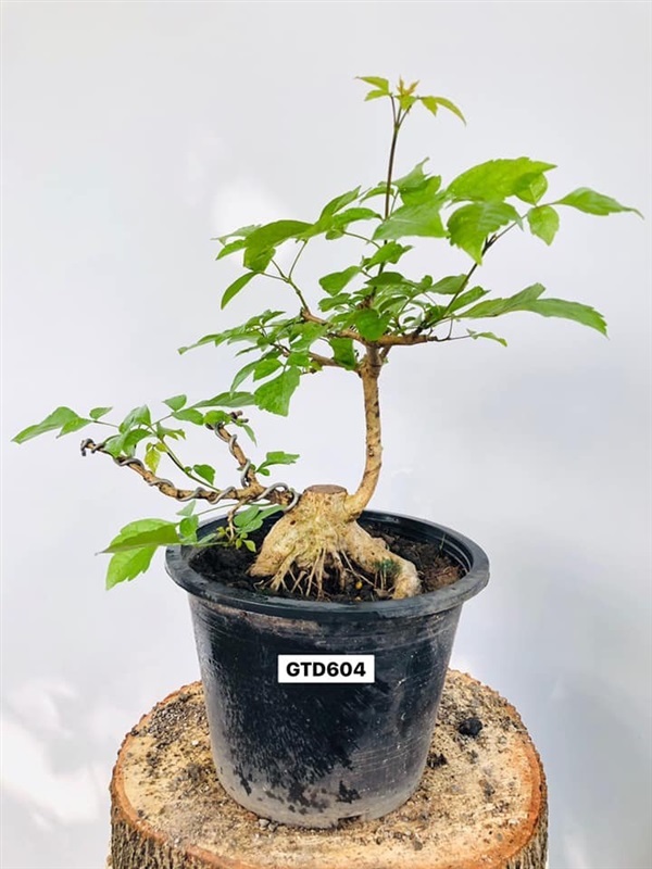 ต้นไม้บอนไซไม้ดัด มั่งคั่ง หมากเล็กหมากน้อย | Greentreedee bonsai - จอมบึง ราชบุรี