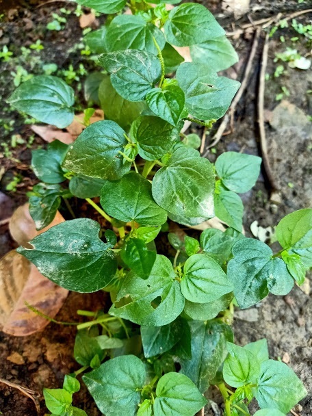 2ต้น กระสัง peperomia pollucida สมุนไพร กินได้ ประโยชน์เพียบ