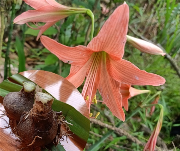 2หัว ว่านสี่ทิศ Hippeastrum johnsonii สีโอรส ไม้ดอกไม้ประดับ | DALEA - รามัน ยะลา