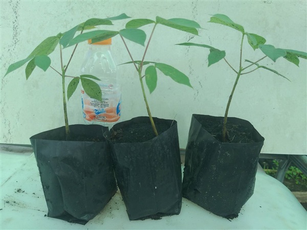 ต้นกล้าคาราย่ากั้ม(Sterculia versicolor) | Gum Karaya - โคกสำโรง ลพบุรี