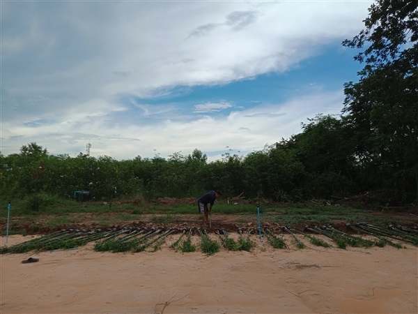 ไผ่เลี้ยงสูง2.5เมตร | wannisa_par - เมืองปราจีนบุรี ปราจีนบุรี