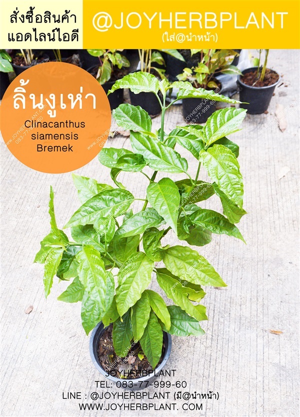 ต้นลิ้นงูเห่า (พันธุ์แท้)  Clinacanthus siamensis Berm   | ร้านจอยต้นสมุนไพร - หนองแขม กรุงเทพมหานคร