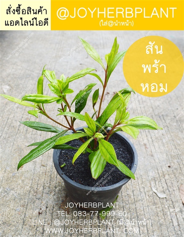 สันพร้าหอม ซื้อ 10แถม 1 | ร้านจอยต้นสมุนไพร - หนองแขม กรุงเทพมหานคร