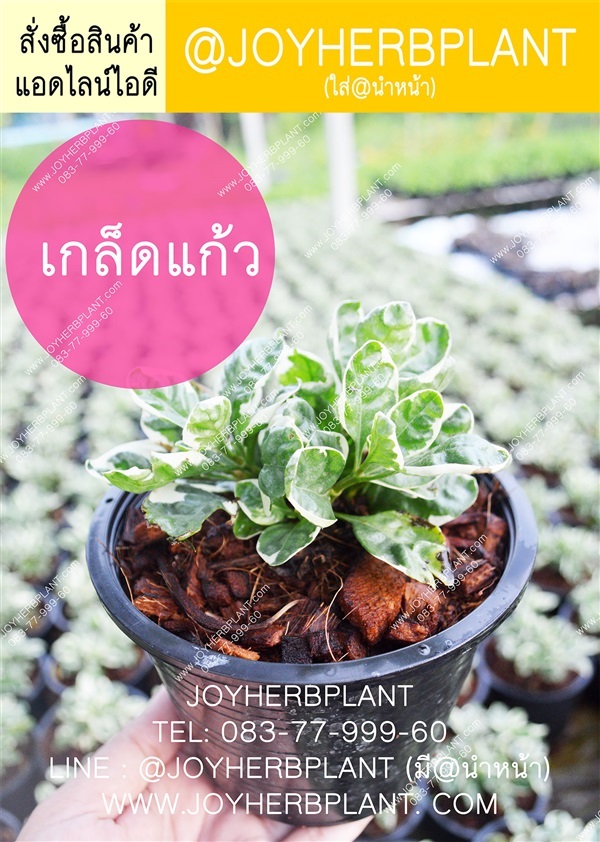 เกล็ดแก้ว  และไม้จัดสวน ปลีก-ส่ง จัดส่งทั่วประเทศ | ร้านจอยต้นสมุนไพร - หนองแขม กรุงเทพมหานคร