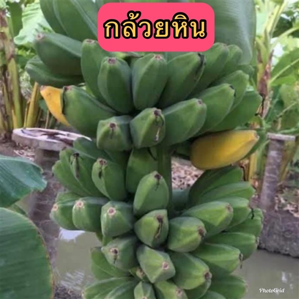 กล้วยหิน หน่อกล้วยหิน ส่งทั่วไทย | สมพงศ์ฟาร์ม - เมืองตรัง ตรัง