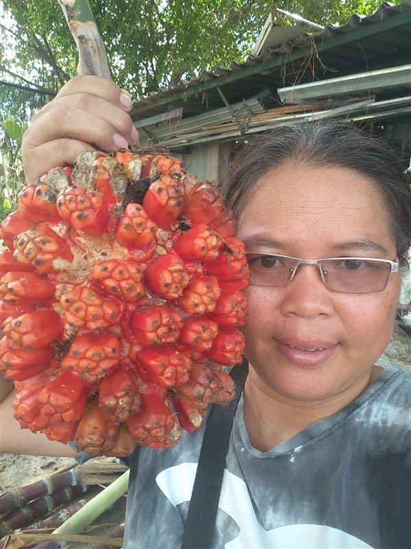 เตยทะเล ขายเมล็ดและต้นกล้า | เมล็ดพันธุ์ดี เกษตรวิถีไทย - เมืองระยอง ระยอง