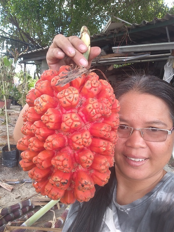 เตยทะเล ขายเมล็ดและต้นกล้า | เมล็ดพันธุ์ดี เกษตรวิถีไทย - เมืองระยอง ระยอง