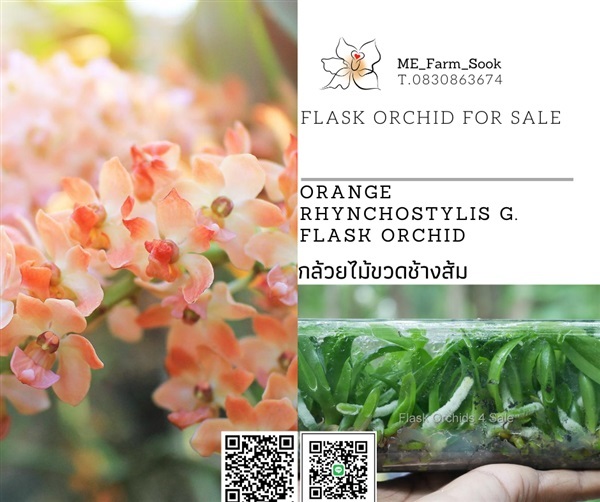 จำหน่ายกล้วยไม้ขวด ช้างส้ม ช้างเเดง ช้างพลาย ช้างเผือก  | Flask Orchids 4 Sale - ห้วยกระเจา กาญจนบุรี