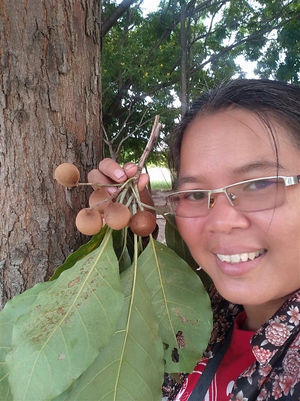 ขายเมล็ดพร้อมเพาะสมอพิเภก | เมล็ดพันธุ์ดี เกษตรวิถีไทย - เมืองระยอง ระยอง