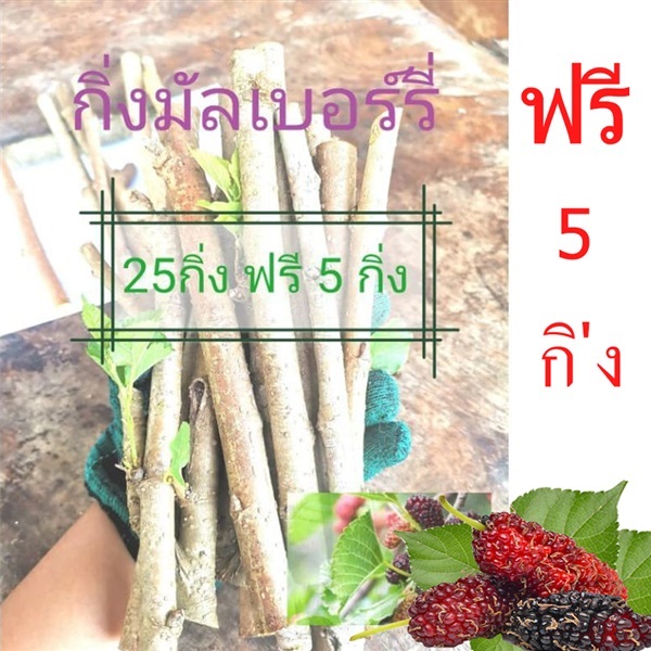 กิ่งมัลเบอร์รี่กิ่งหม่อน พันธุ์ กำแพงแสน 1 มัด 25 กิ่ง  | suppawan - ทุ่งใหญ่ นครศรีธรรมราช