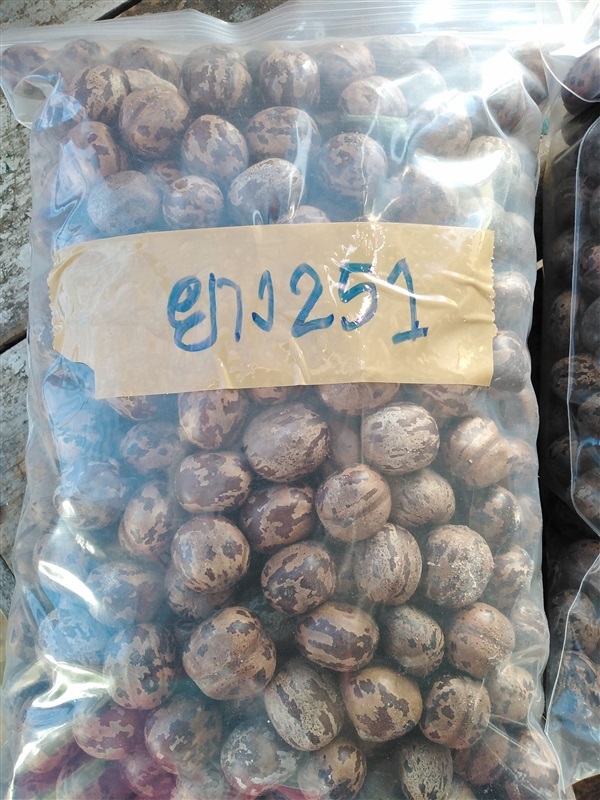 ขายเมล็ดยางพาราพร้อมเพาะ251 | เมล็ดพันธุ์ดี เกษตรวิถีไทย - เมืองระยอง ระยอง