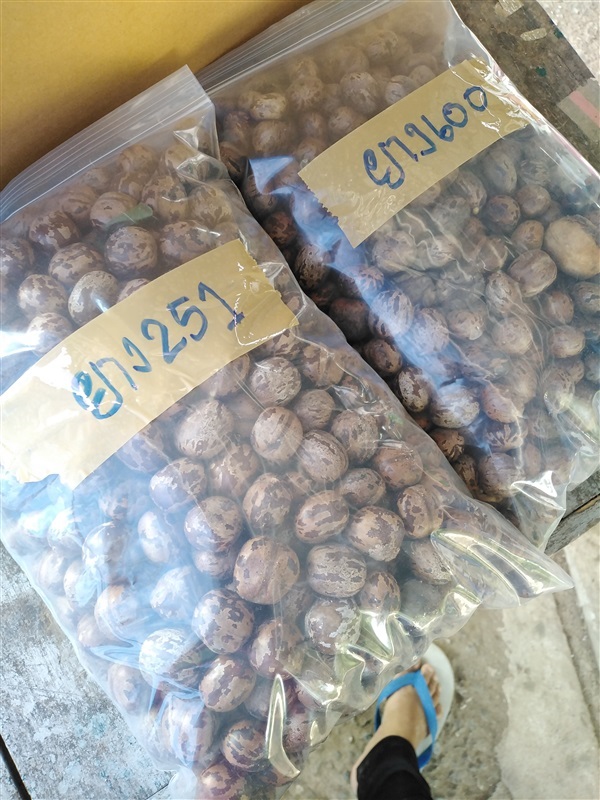 ขายเมล็ดพร้อมเพาะยางพารา600/251 | เมล็ดพันธุ์ดี เกษตรวิถีไทย - เมืองระยอง ระยอง