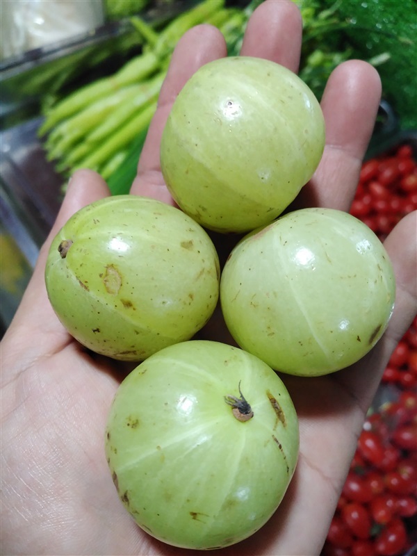 ขายเมล็ดพร้อมเพาะมะขามป้อมยักษ์ | เมล็ดพันธุ์ดี เกษตรวิถีไทย - เมืองระยอง ระยอง