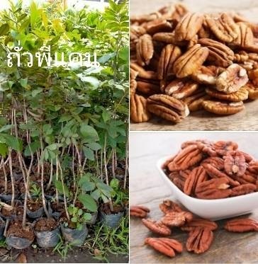 ต้นถั่วพีแคน ตอนสูง 70 ซม. | ห้างหุ้นส่วนจำกัด แกรนด์การ์เด้น พลัส - คลองหลวง ปทุมธานี