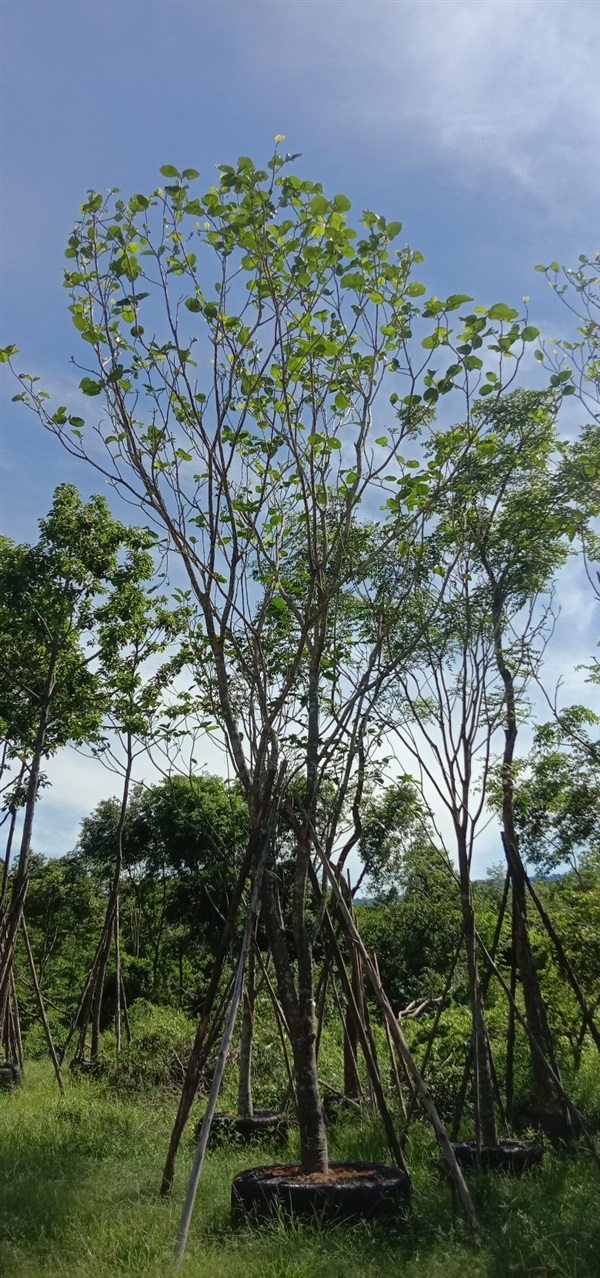 คำมอกหลวง | บุษกร พันธุ์ไม้ -  