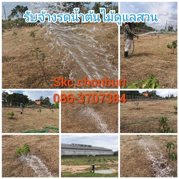 รับจ้างรดน้ำต้นไม้ดูแลสวนราคาถูก | SKC Chonburi - เมืองชลบุรี ชลบุรี