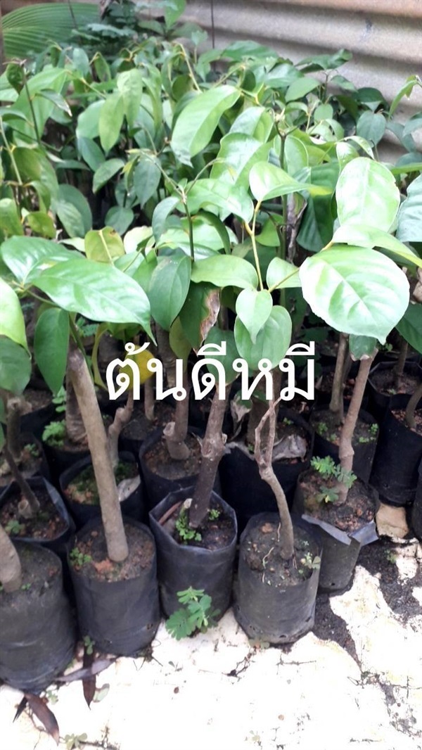 ต้นดีหมี | โชค พันธุ์ไม้ - เมืองปราจีนบุรี ปราจีนบุรี