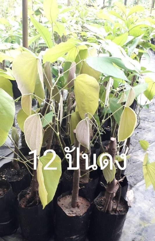 12 ปันดง | โชค พันธุ์ไม้ - เมืองปราจีนบุรี ปราจีนบุรี