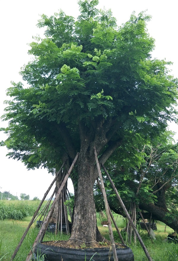 ต้นจามจุรี | จำหน่ายไม้ขุดล้อม - แก่งคอย สระบุรี