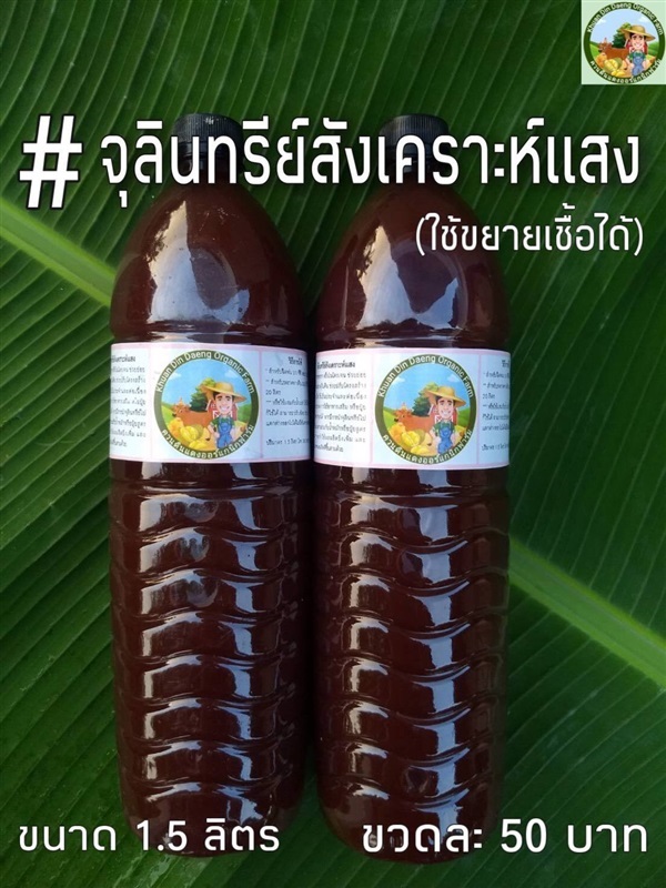 จุลินทรีย์สังเคราะห์แสง