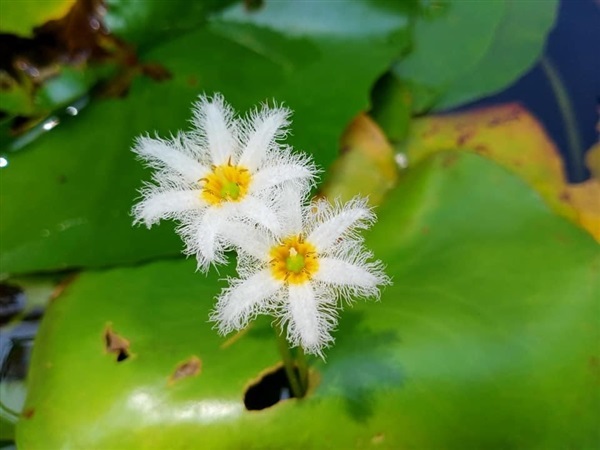 บัวบา | Dream Land Farm - บางปะอิน พระนครศรีอยุธยา