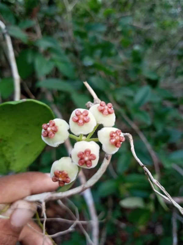 โฮย่าหัวใจ หัวใจทศกัณฐ์ | เมล็ดพันธุ์ดี เกษตรวิถีไทย - เมืองระยอง ระยอง