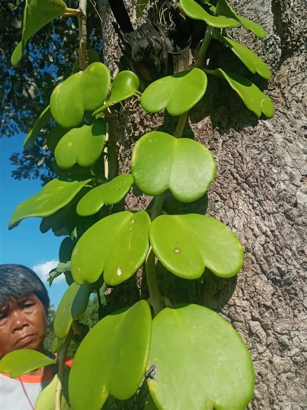 โฮย่าหัวใจ หัวใจทศกัณฐ์ | เมล็ดพันธุ์ดี เกษตรวิถีไทย - เมืองระยอง ระยอง