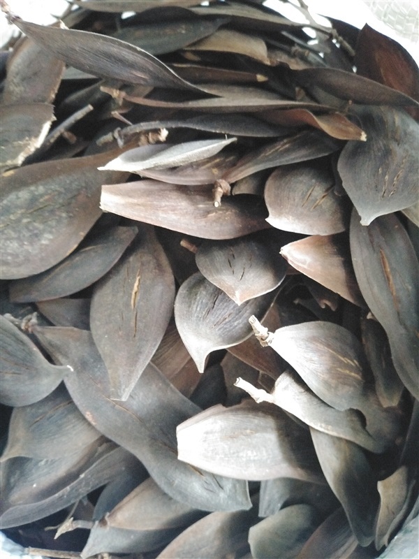 ขายเมล็ดพร้อมเพาะนนทบุรีบ้าน | เมล็ดพันธุ์ดี เกษตรวิถีไทย - เมืองระยอง ระยอง