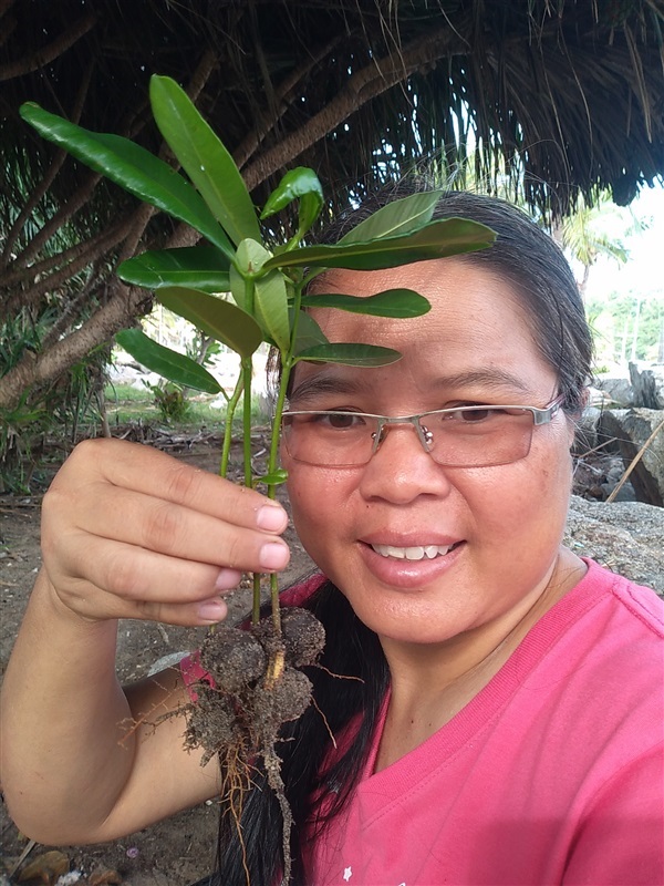 ขายกล้าสารภี  กระทิง | เมล็ดพันธุ์ดี เกษตรวิถีไทย - เมืองระยอง ระยอง