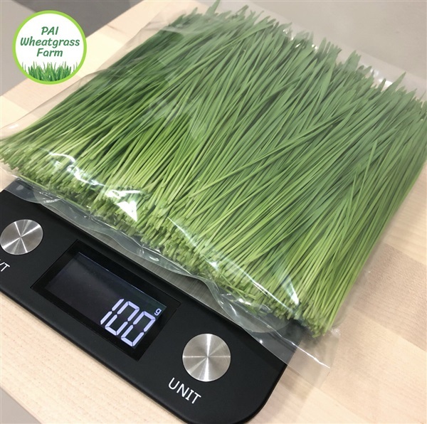 ต้นอ่อนข้าวสาลี 100 g. | PAI Wheatgrass Farm - บางกะปิ กรุงเทพมหานคร